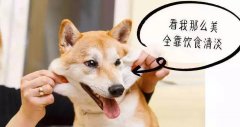 重口味的狗狗愛(ài)啃腳？注意！這可能不是怪癖而