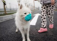疫情下，如何保證寵物的安全？