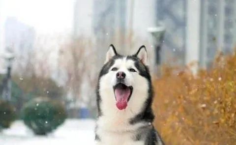 狗狗愛(ài)叫怎么辦？這六招，教給你