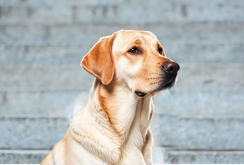 拉布拉多犬好養嗎？看完它的優(yōu)缺點(diǎn)你就知道了